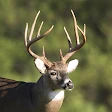 Whitetail Deer Calls Pro icon