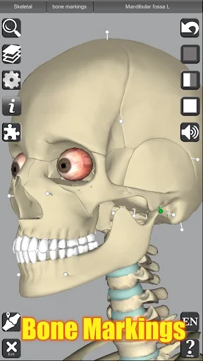 3D Anatomy screenshot